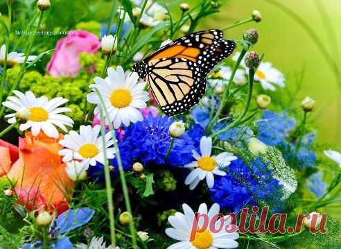 МИР УЮТА , ДЕКОРА, ДИЗАЙНА. Добавлена фотография в альбом Приветствую тебя МИР УЮТА!! (...