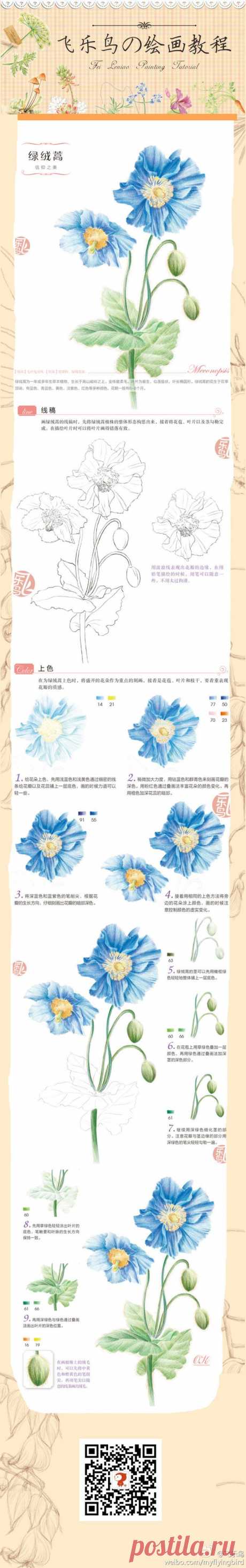 飞乐鸟的照片 - 微相册@你會☆彡在哪裡ヽ采集到彩绘。植物。教程～(22图)_花瓣