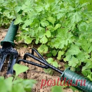 Петрушка: 5 важных советов по выращиванию