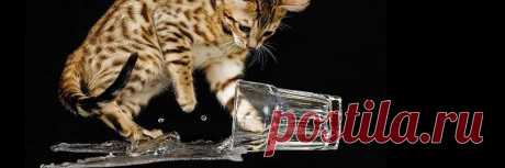 Lysak Dima (@dimalysak) | Твиттер