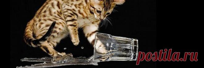 Lysak Dima (@dimalysak) | Твиттер