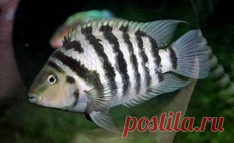 159.jpg (450×276)
Цихлазома чернополосая или цихлазома-зебра (Cichlasoma nigrofasciatum)