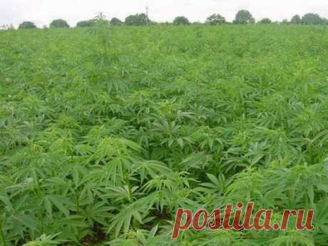 Дагестан и конопля. Семена конопли для кулинарии, марихуана - для лечения - Blog