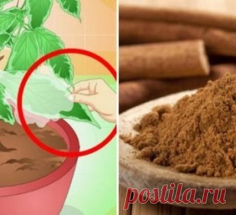 Чем полезна корица для комнатных цветов? давайте узнаем..