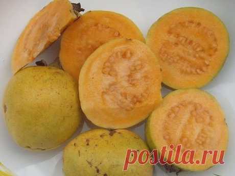 Goiaba polpa Amarela Nome científico: Psidium Guajava Embora não se conheça a origem dessa variedade, a diferença dessa para as demais é mesmo a cor amarela muito intensa da polpa doce, protegida por uma fina casca gostosa de comer. É uma variedade pouco conhecida, mas também muito apreciada por quem a cultiva. Esta espécie pode ser cultivada em pomares ou vasos! Tamanho da muda com aproximadamente 40cm. A goiabeira apresenta tronco tortuoso, com casca lisa, que quando env...