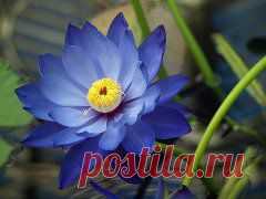 ВОДЯНЫЕ ЛИЛИИ - ЦВЕТЫ РУСАЛОК ........