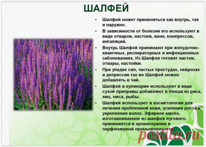 Чем шалфей полезен для здоровья и почему его стоит всегда иметь под рукой?