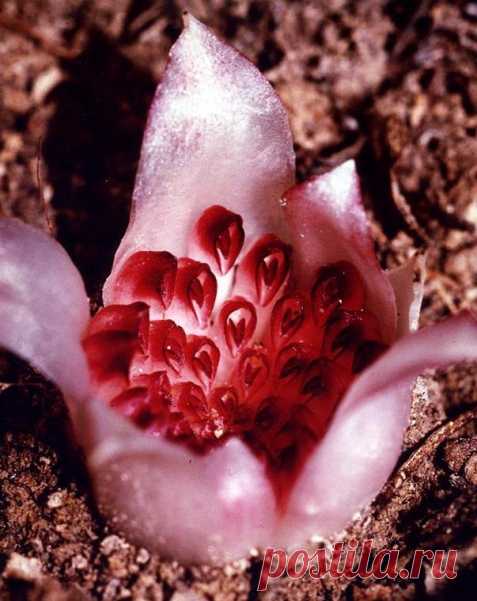 Rhizanthella gardneri: подземная орхидея — National Geographic Россия В Западной Австралии цветет подземная орхидея.