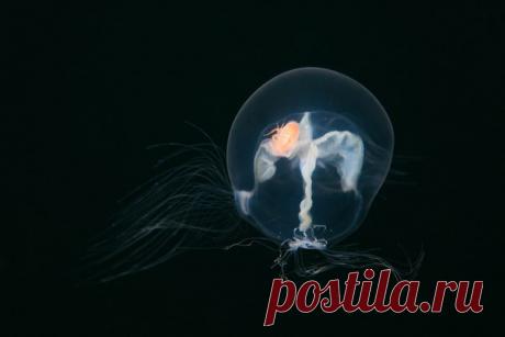 «Тараканы в голове». Медуза в Охотском море. Курильский заповедник. Автор фото – Андрей Нарчук: nat-geo.ru/photo/user/28506/.