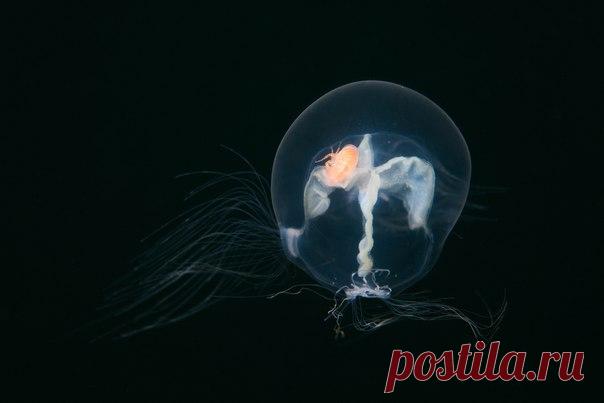 «Тараканы в голове». Медуза в Охотском море. Курильский заповедник. Автор фото – Андрей Нарчук: nat-geo.ru/photo/user/28506/.