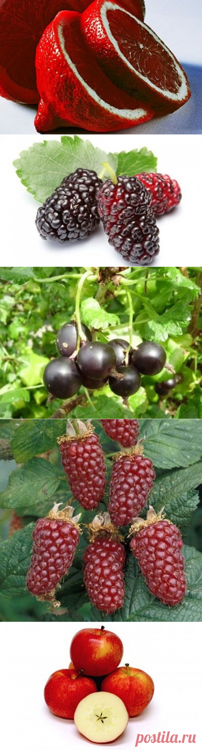 Необычные гибридные фрукты и ягоды (16 фото)