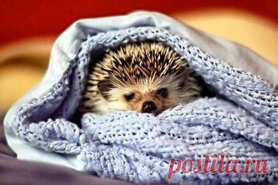 Чем больше в человеке хорошего, тем меньше плохого он замечает в других!