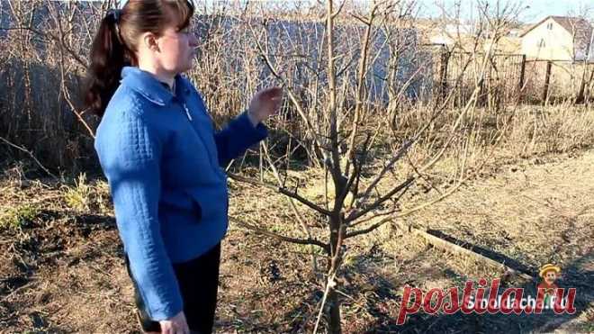 Весенняя обрезка яблони в деталях