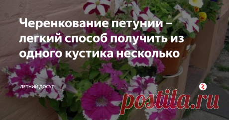Черенкование петунии – легкий способ получить из одного кустика несколько  Если вы не сажаете петунию на рассаду, а предпочитаете покупать готовые кустики, то вот вам простой способ разведения этого цветка, что позволит не только получить несколько кустиков пышной петунии, но и сэкономить существенные деньги на покупке рассады. И этот способ – черенкование.
Петуния легко переживает процедуру черенкования. А делается это так.
Подготовка грунта
Когда в горшочке петуния нем