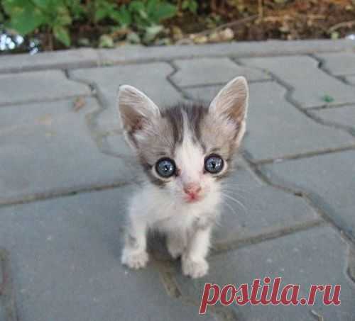 Шойгу - 60 | Под прицелом