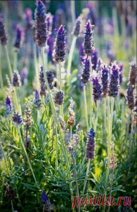 … сегодня жизнь моя есть чудо из чудес, что я сама себе завидую всё время…
Лариса Миллер