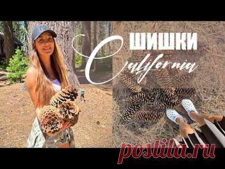 Самые большие шишки Калифорнии теперь в моей коллекции / DIY TSVORIC