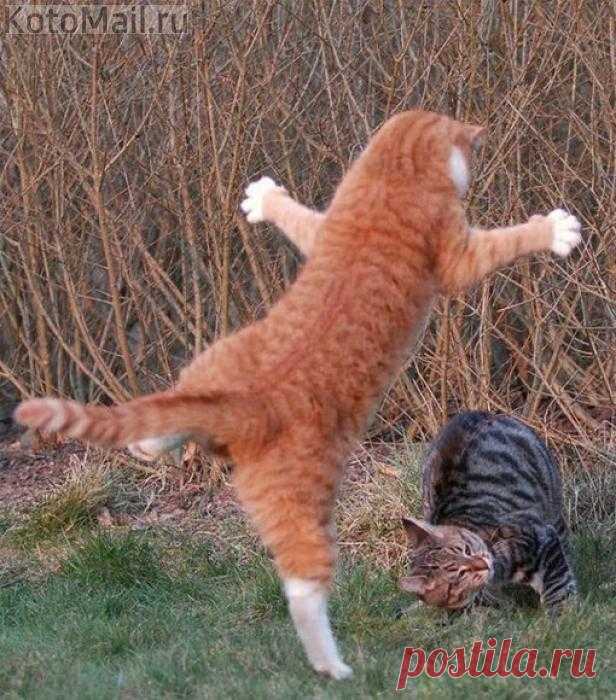 Я злой и страшный Бармолей!