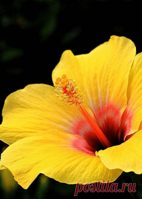 Hibiscus