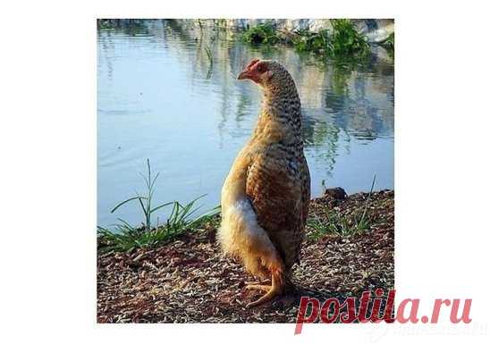 Эту курицу нашли рядом с военной частью))))