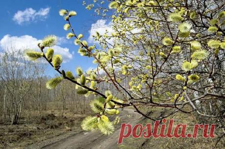 Древний языческий праздник- Вербохлест | Велемудр