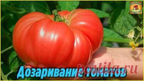Дозаривание и хранение томатов Что делать, если помидоры не успели созреть Дачные хитрости
