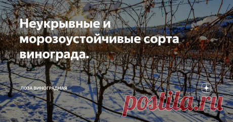 Неукрывные и морозоустойчивые сорта винограда. Раскрывая эту тему,хочу сразу уточнить некоторые моменты.Дело в том,что виноградные лозы могут погибнуть и по другой причине.В иные годы рукава и плодовые стрелки не выходят из зимы и у моей Лидии.Но не от мороза,а от оттепелей,иссушающих ветров и обледенения.Мы будем рассматривать только морозоустойчивость.И понятно,что страна у нас большая и климат в регионах разный.И если где то в Краснодаре