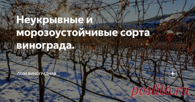 Неукрывные и морозоустойчивые сорта винограда. Раскрывая эту тему,хочу сразу уточнить некоторые моменты.Дело в том,что виноградные лозы могут погибнуть и по другой причине.В иные годы рукава и плодовые стрелки не выходят из зимы и у моей Лидии.Но не от мороза,а от оттепелей,иссушающих ветров и обледенения.Мы будем рассматривать только морозоустойчивость.И понятно,что страна у нас большая и климат в регионах разный.И если где то в Краснодаре