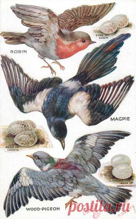 ROBIN, MAGPIE, WOOD-PIGEON & their eggs - TuckDB Postcards