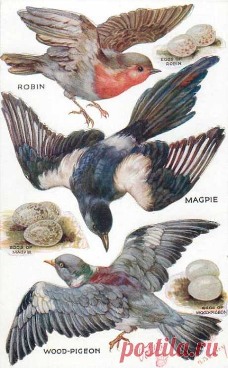 ROBIN, MAGPIE, WOOD-PIGEON & their eggs - TuckDB Postcards