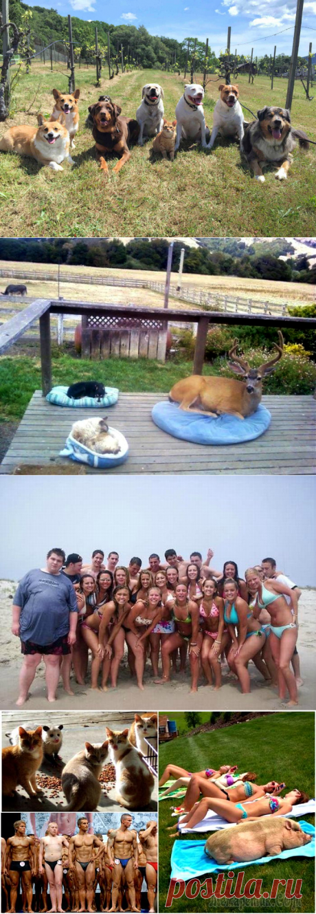 19 замечательных коллективов, в которые затесался чужак