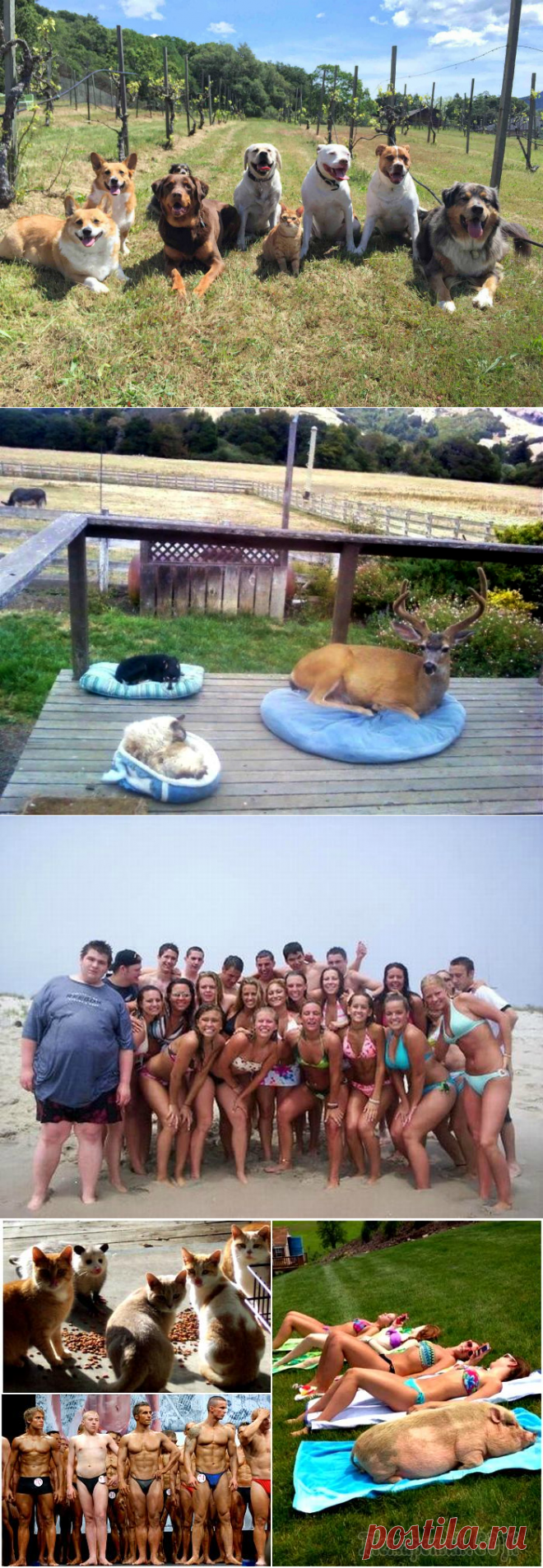 19 замечательных коллективов, в которые затесался чужак