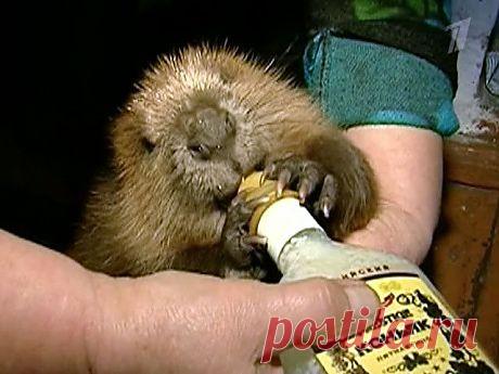 Бобер Семен на воспитании.