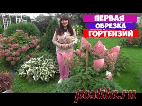 Как обрезать МОЛОДУЮ ГОРТЕНЗИЮ? Первая обрезка метельчатой, древовидной и крупнолистной гортензии!