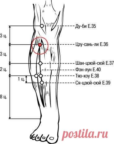 Цзу-сань-ли — точка долголетия