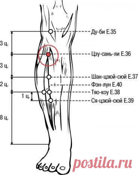 Цзу-сань-ли — точка долголетия
