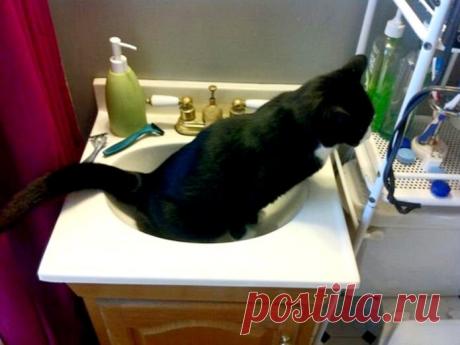 Смешные животные: когда дома скучно. Подборка забавных фото | уДачная жизнь | Яндекс Дзен