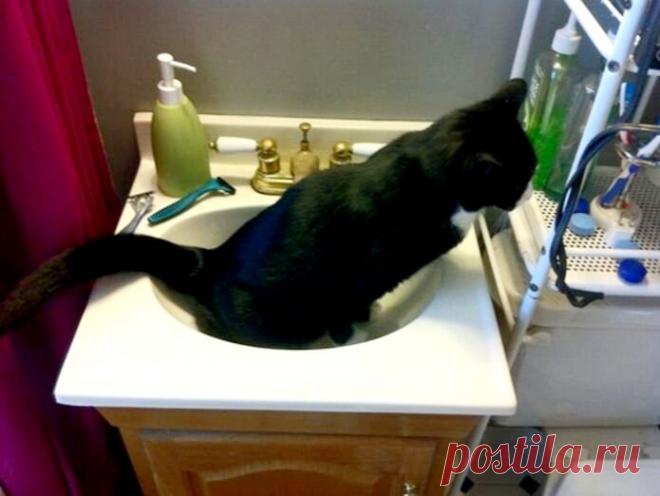 Смешные животные: когда дома скучно. Подборка забавных фото | уДачная жизнь | Яндекс Дзен