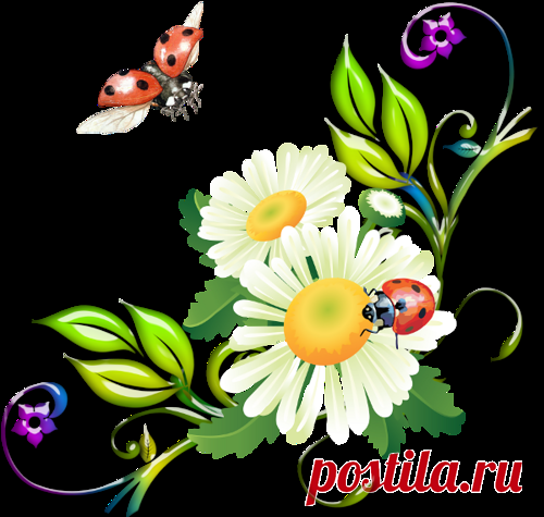 разные детали на прозрачном фоне для оформления рамок - Поиск в Google