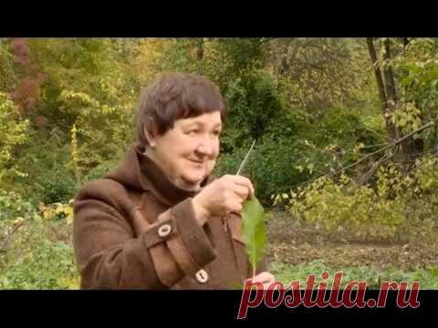 ТОПИНАМБУР И ОДУВАНЧИК