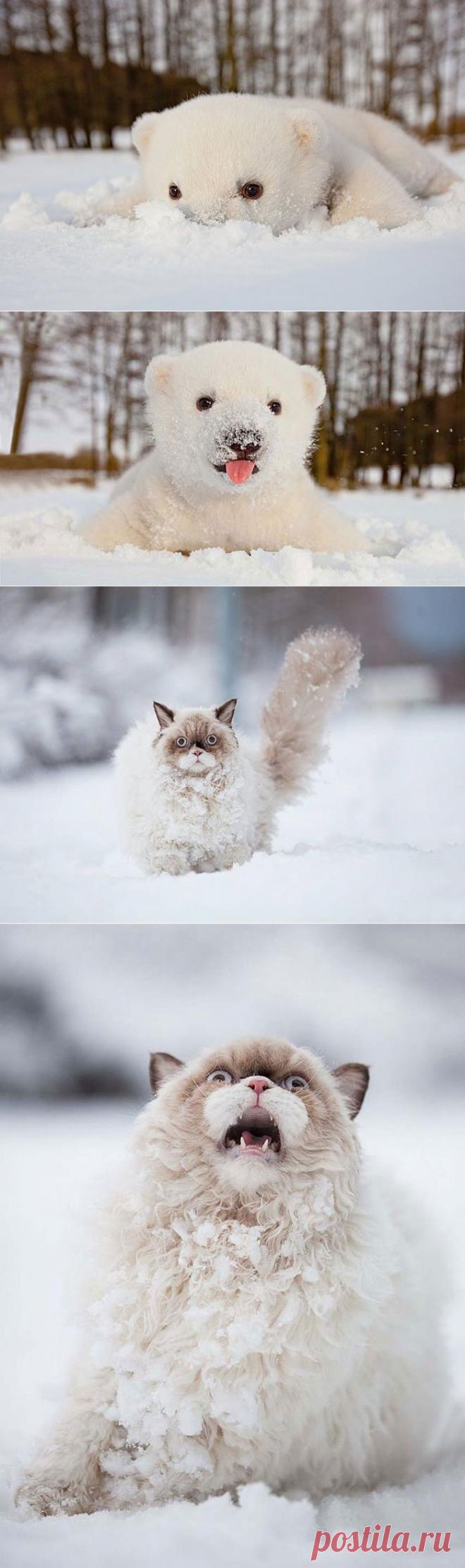 В гостях у Михалыча