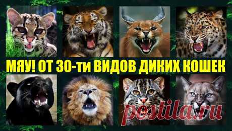 Как мяукают и рычат 30 видов диких кошек мира🐱 Кошачьи разговоры Считается, что на сегодняшний день в мире живет более сорока видов диких кошек. Все они относятся к отряду хищников. Все семейство кошачьих делится на подсем...