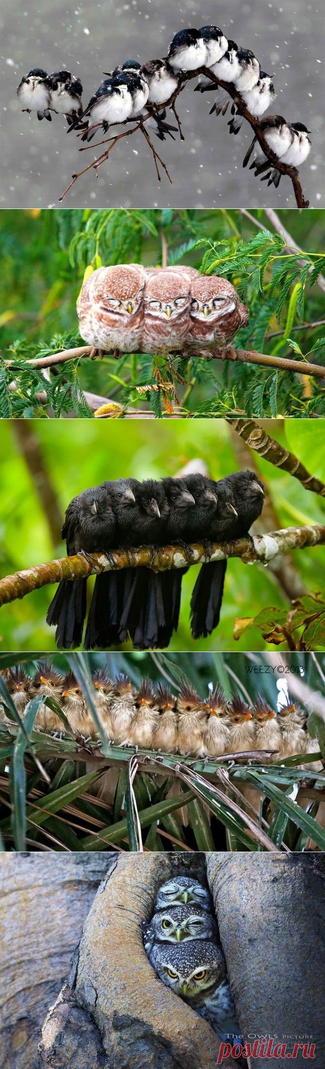 Птицы, которые любят обниматься