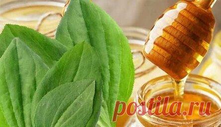 Исцеляем желудок и кашель, делаем компрессы — Подорожник с сахаром или на меду