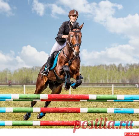 Сан Саныч. Конкур - Фотосайт Rasfokus.ru