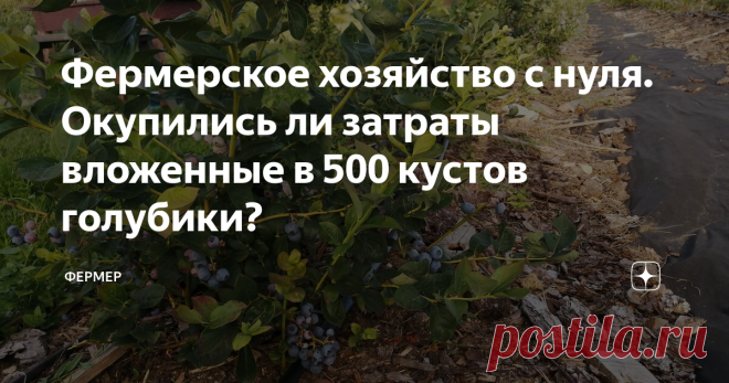 Фермерское хозяйство с нуля. Окупились ли затраты вложенные в 500 кустов голубики? В заголовках своих статей я пишу: 