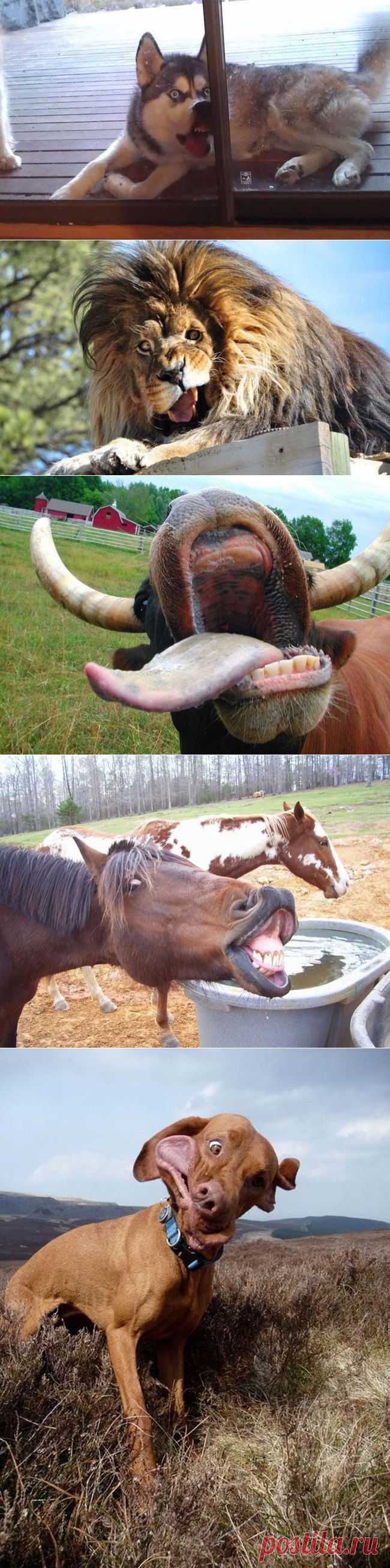 Животные, которые не были готовы к фотосессии