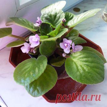 Фиалки: следственный эксперимент