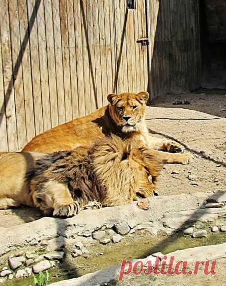 львы