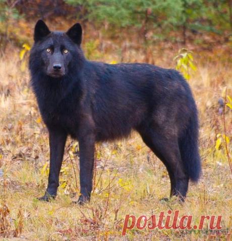 Природа их раскрасила